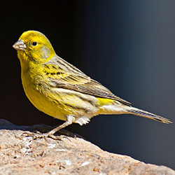 Tiny Little Singers - The Canaries!
